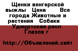 Щенки венгерской выжлы › Цена ­ 1 - Все города Животные и растения » Собаки   . Удмуртская респ.,Глазов г.